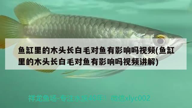 魚缸里的木頭長白毛對魚有影響嗎視頻(魚缸里的木頭長白毛對魚有影響嗎視頻講解) 過背金龍魚