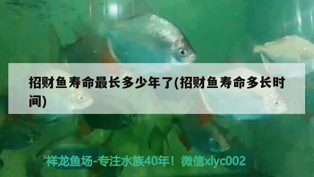 招財魚壽命最長多少年了(招財魚壽命多長時間)