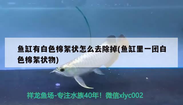 魚缸有白色棉絮狀怎么去除掉(魚缸里一團白色棉絮狀物) 帝王迷宮魚