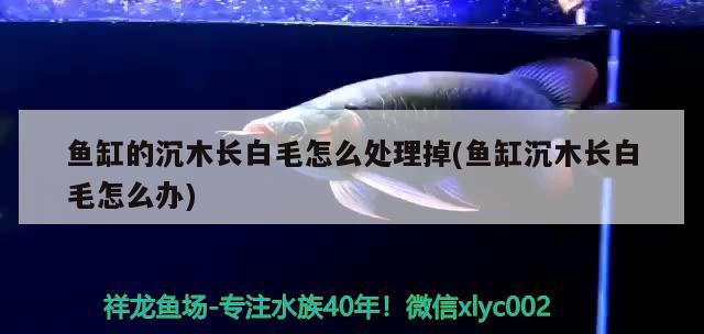 魚缸的沉木長白毛怎么處理掉(魚缸沉木長白毛怎么辦) 埃及神仙魚