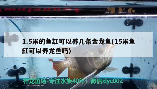 1.5米的魚(yú)缸可以養(yǎng)幾條金龍魚(yú)(15米魚(yú)缸可以養(yǎng)龍魚(yú)嗎)