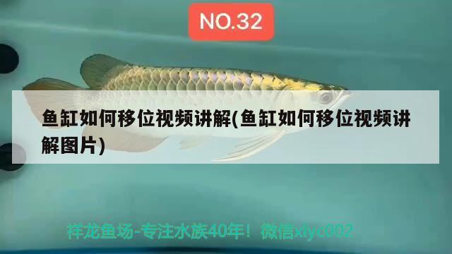 魚缸如何移位視頻講解(魚缸如何移位視頻講解圖片)