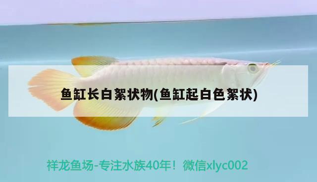 魚缸長白絮狀物(魚缸起白色絮狀)