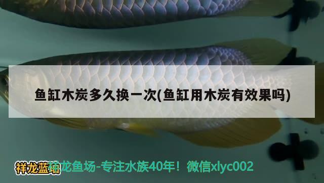 魚(yú)缸木炭多久換一次(魚(yú)缸用木炭有效果嗎) 白化巴西龜（白巴）