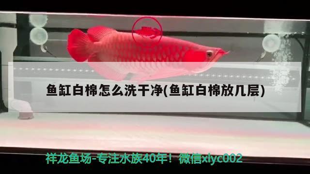 魚缸白棉怎么洗干凈(魚缸白棉放幾層) 白化火箭