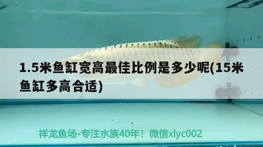 1.5米魚缸寬高最佳比例是多少呢(15米魚缸多高合適) 雙線側(cè)魚