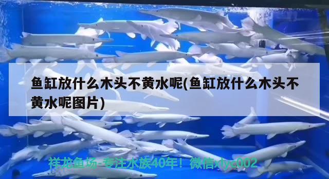 魚(yú)缸放什么木頭不黃水呢(魚(yú)缸放什么木頭不黃水呢圖片) 伊巴卡魚(yú)