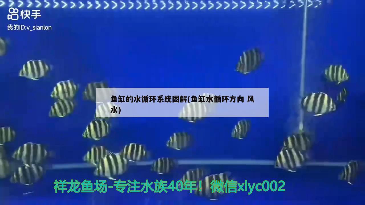 魚缸的水循環(huán)系統(tǒng)圖解(魚缸水循環(huán)方向風(fēng)水) 魚缸風(fēng)水