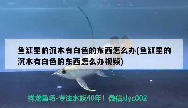 魚缸里的沉木有白色的東西怎么辦(魚缸里的沉木有白色的東西怎么辦視頻)