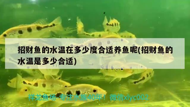 招財魚的水溫在多少度合適養(yǎng)魚呢(招財魚的水溫是多少合適)