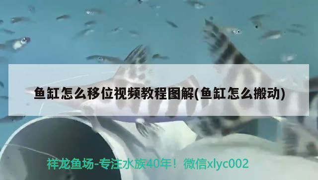 魚缸怎么移位視頻教程圖解(魚缸怎么搬動)