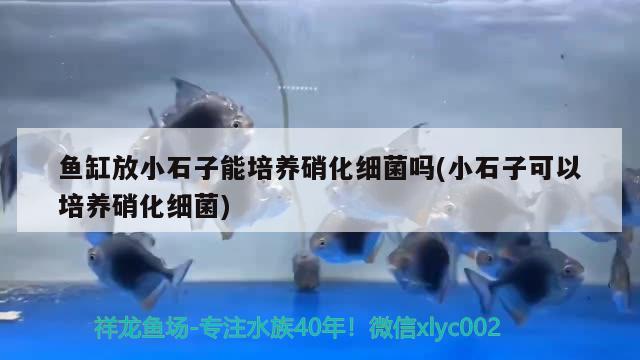 魚缸放小石子能培養(yǎng)硝化細菌嗎(小石子可以培養(yǎng)硝化細菌) 硝化細菌