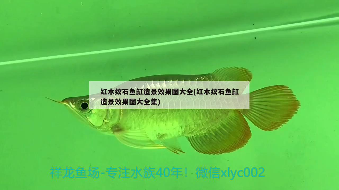 紅木紋石魚缸造景效果圖大全(紅木紋石魚缸造景效果圖大全集) 斯維尼關(guān)刀魚