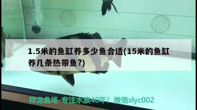 1.5米的魚缸養(yǎng)多少魚合適(15米的魚缸養(yǎng)幾條熱帶魚?) 飛鳳魚苗