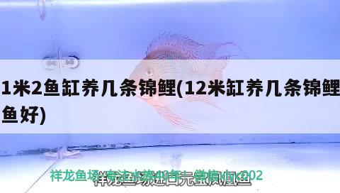 1米2魚缸養(yǎng)幾條錦鯉(12米缸養(yǎng)幾條錦鯉魚好) 斑馬狗頭魚