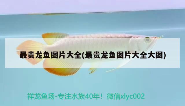 最貴龍魚圖片大全(最貴龍魚圖片大全大圖)