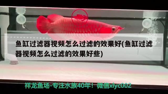 魚缸過濾器視頻怎么過濾的效果好(魚缸過濾器視頻怎么過濾的效果好些)