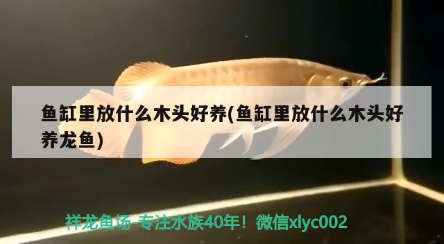 魚缸里放什么木頭好養(yǎng)(魚缸里放什么木頭好養(yǎng)龍魚)