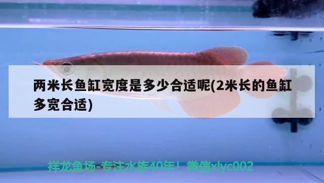 兩米長魚缸寬度是多少合適呢(2米長的魚缸多寬合適)