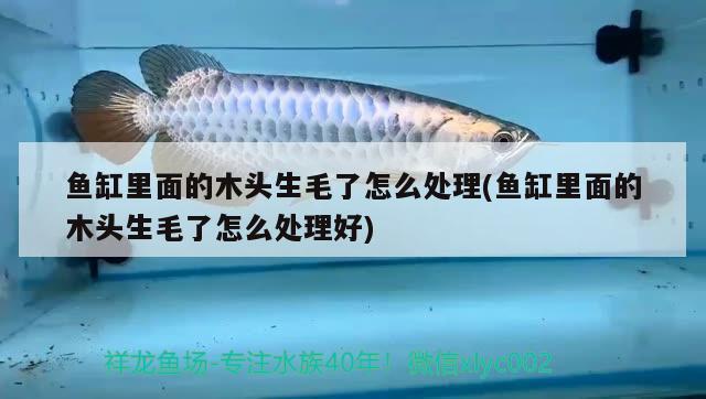 魚(yú)缸里面的木頭生毛了怎么處理(魚(yú)缸里面的木頭生毛了怎么處理好) 白子關(guān)刀魚(yú)