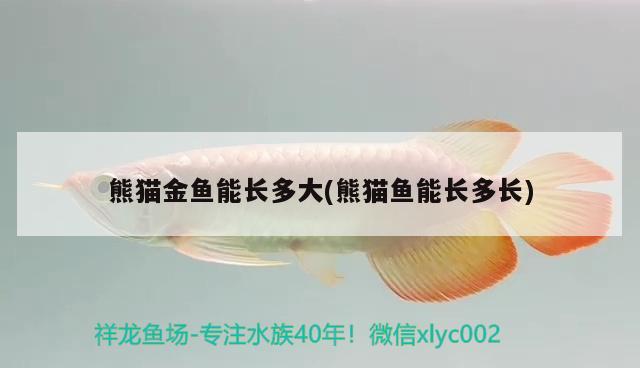 熊貓金魚(yú)能長(zhǎng)多大(熊貓魚(yú)能長(zhǎng)多長(zhǎng))