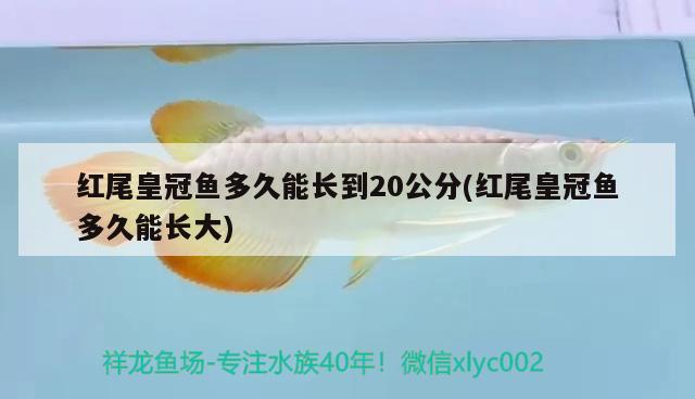 紅尾皇冠魚(yú)多久能長(zhǎng)到20公分(紅尾皇冠魚(yú)多久能長(zhǎng)大) 觀賞魚(yú)