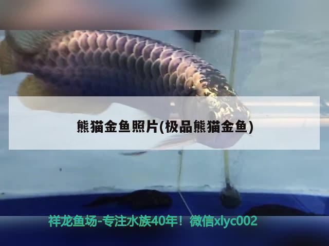 熊貓金魚(yú)照片(極品熊貓金魚(yú))