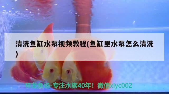 清洗魚缸水泵視頻教程(魚缸里水泵怎么清洗) 魚缸水泵