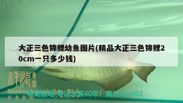 大正三色錦鯉幼魚圖片(精品大正三色錦鯉20cm一只多少錢) 三色錦鯉魚