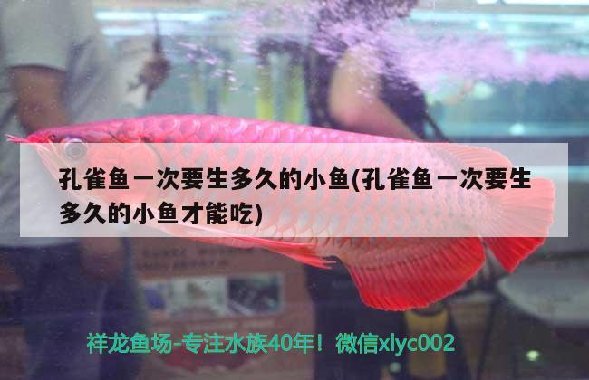 孔雀魚一次要生多久的小魚(孔雀魚一次要生多久的小魚才能吃) 觀賞魚