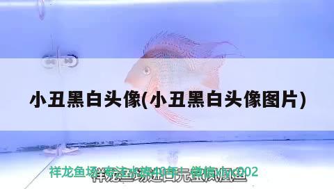 小丑黑白頭像(小丑黑白頭像圖片) 觀賞魚