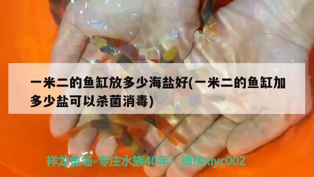 一米二的魚缸放多少海鹽好(一米二的魚缸加多少鹽可以殺菌消毒) 暹羅巨鯉