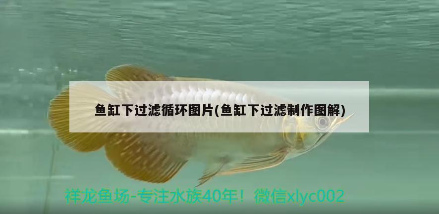 魚缸下過濾循環(huán)圖片(魚缸下過濾制作圖解)