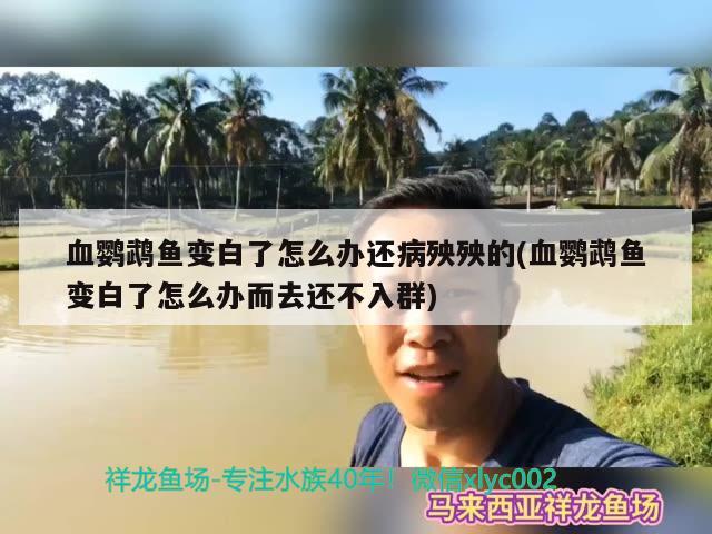 血鸚鵡魚變白了怎么辦還病殃殃的(血鸚鵡魚變白了怎么辦而去還不入群) 鸚鵡魚