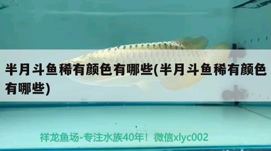 半月斗魚(yú)稀有顏色有哪些(半月斗魚(yú)稀有顏色有哪些)