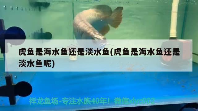 虎魚是海水魚還是淡水魚(虎魚是海水魚還是淡水魚呢)