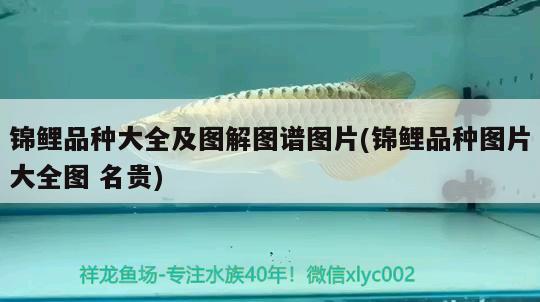 錦鯉品種大全及圖解圖譜圖片(錦鯉品種圖片大全圖名貴) 觀賞魚