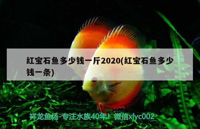 紅寶石魚(yú)多少錢(qián)一斤2020(紅寶石魚(yú)多少錢(qián)一條) 觀賞魚(yú)