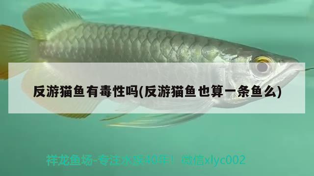 反游貓魚有毒性嗎(反游貓魚也算一條魚么)