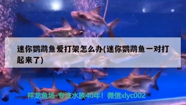 迷你鸚鵡魚(yú)愛(ài)打架怎么辦(迷你鸚鵡魚(yú)一對(duì)打起來(lái)了)