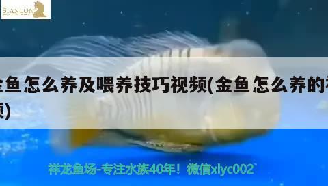 金魚怎么養(yǎng)及喂養(yǎng)技巧視頻(金魚怎么養(yǎng)的視頻) 觀賞魚