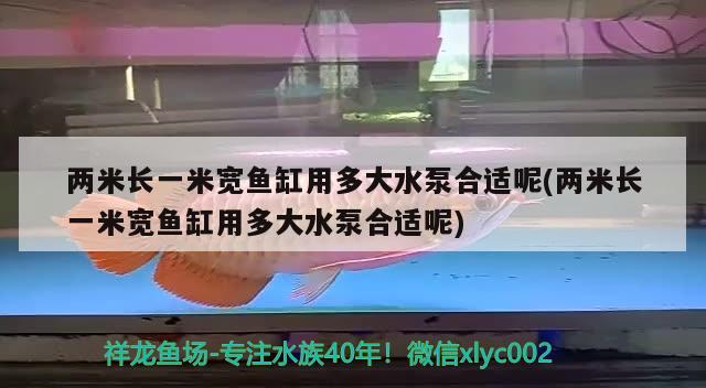 兩米長一米寬魚缸用多大水泵合適呢(兩米長一米寬魚缸用多大水泵合適呢) 印尼虎苗 第2張