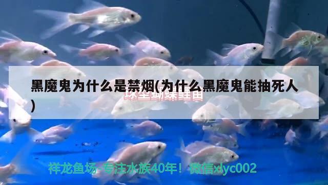 黑魔鬼為什么是禁煙(為什么黑魔鬼能抽死人) 觀賞魚