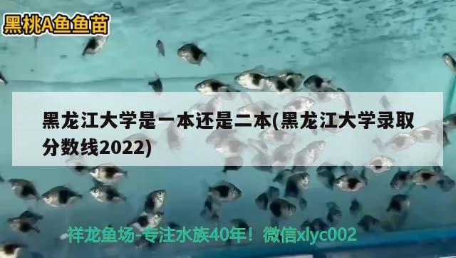 黑龍江大學是一本還是二本(黑龍江大學錄取分數(shù)線2022)