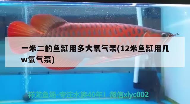 一米二的魚缸用多大氧氣泵(12米魚缸用幾w氧氣泵)