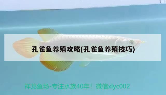 孔雀魚養(yǎng)殖攻略(孔雀魚養(yǎng)殖技巧)