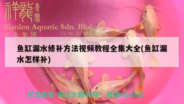 魚缸漏水修補(bǔ)方法視頻教程全集大全(魚缸漏水怎樣補(bǔ)) 超血紅龍魚 第3張