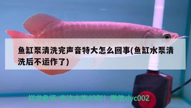 魚缸泵清洗完聲音特大怎么回事(魚缸水泵清洗后不運作了) 魚缸水泵