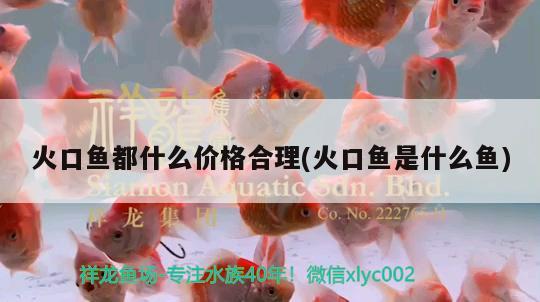 火口魚都什么價格合理(火口魚是什么魚)