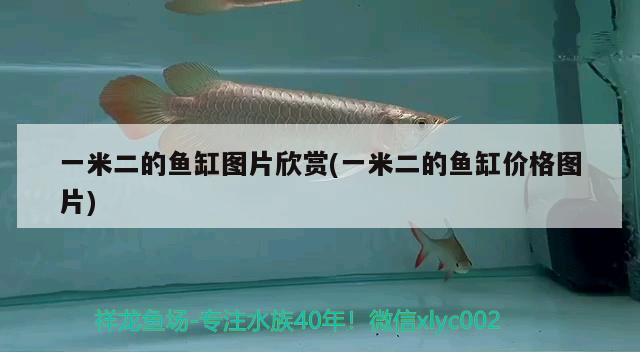 一米二的魚(yú)缸圖片欣賞(一米二的魚(yú)缸價(jià)格圖片) 赤焰中國(guó)虎魚(yú)